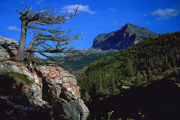 Whitebark Pine, Many Glacier Area, Glacier National Park, MT