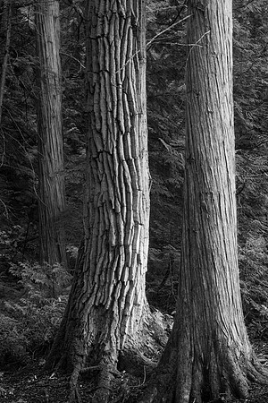 Trail of the Cedars, Glacier National Park, MT