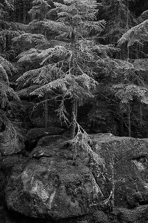 Pine, Rock and Roots, Trail of the Cedars, Glacier National Park, MT