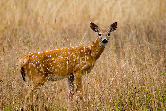 White Tail Deer, Glacier National Park, MT