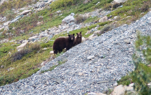 Grizzly Sow and Cub, Glacier National Park, MT