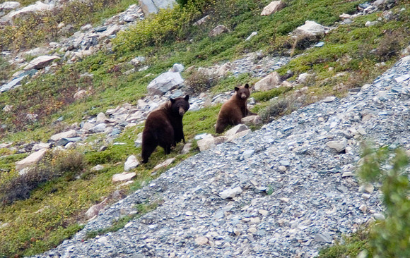 Grizzly Sow and Cub, Glacier National Park, MT