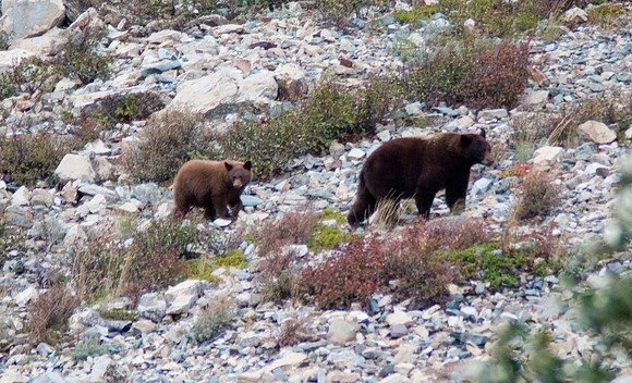 Grizzly Sow and Cub, Glacier National Park, MT
