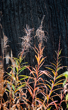 Growth at Burnt Forest's Edge, Glacier National Park, MT