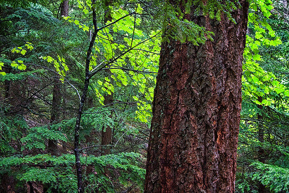 Ponderosa Pine Forest, Trail of the Cedars, Glacier National Park, MT