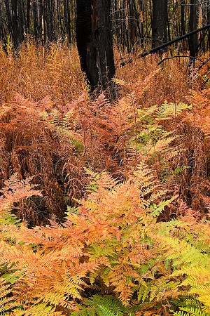 Fern Forest, Glacier National Park, MT