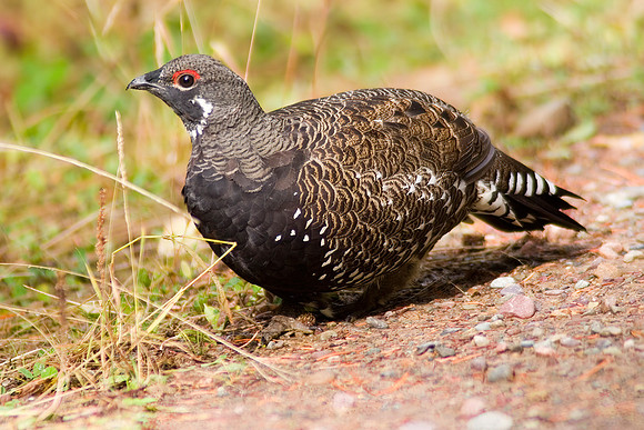 Western Spruce Grouse (Franklin's), Glacier National Park, MT