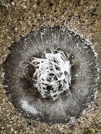 Ice Present
