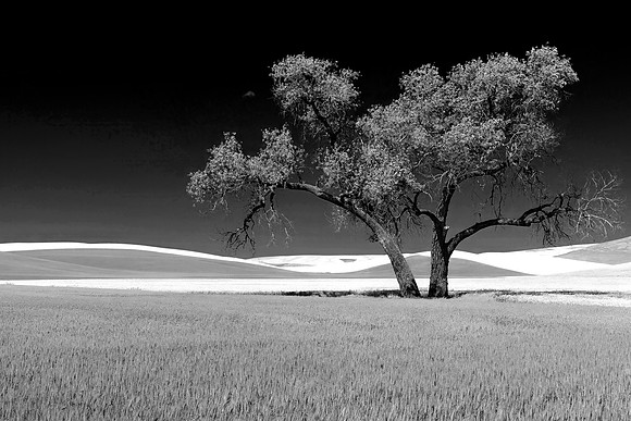 Cottonwood, Palouse, WA