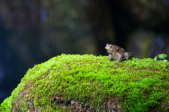Toad