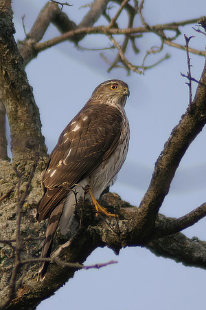 Coopers Hawk