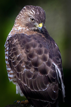Red-Tailed Hawk