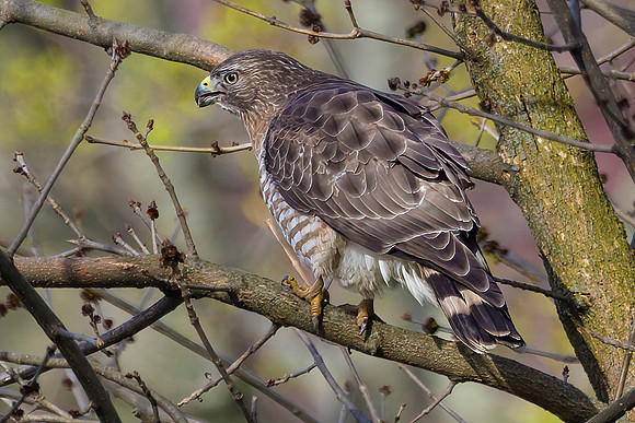 Coopers Hawk