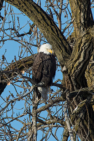 Bald Eagle