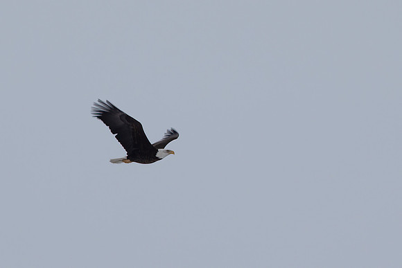Bald Eagle