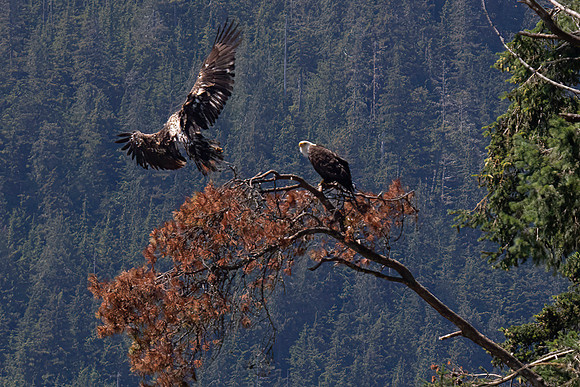 Bald Eagle