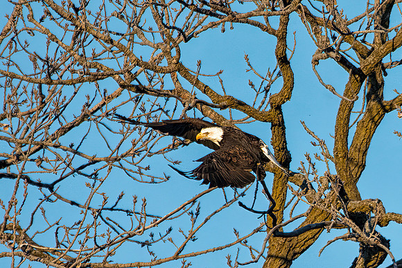 Bald Eagle