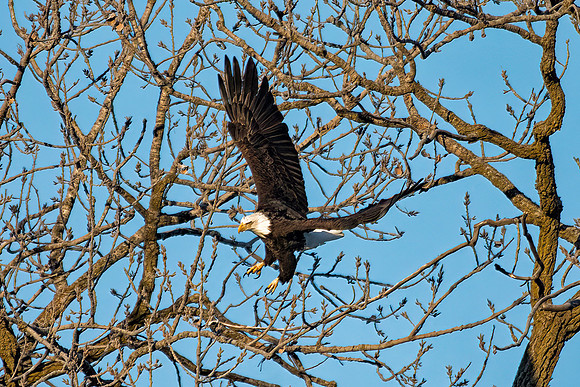 Bald Eagle