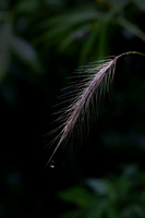 Close ups in the Rain