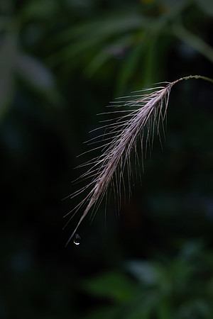 Close ups in the Rain