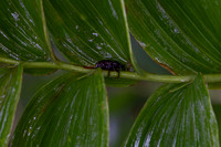 Close ups in the Rain