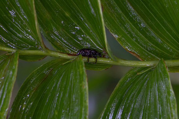 Close ups in the Rain