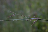 Close ups in the Rain