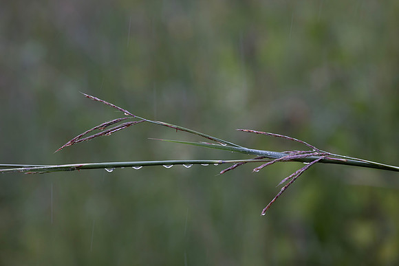 Close ups in the Rain