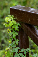 Close ups in the Rain