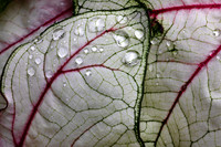Close ups in the Rain