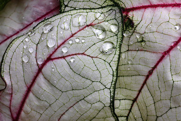 Close ups in the Rain