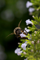 Honey Bee, Closeup
