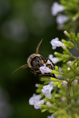 Honey Bee, Closeup