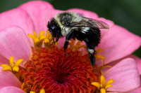 Bumblebee