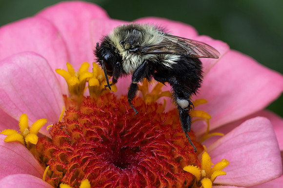 Bumblebee