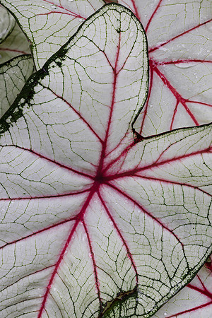 Close ups in the Rain