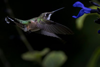 Ruby-throated Hummingbird, Female