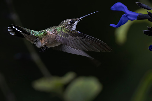 Ruby-throated Hummingbird, Female
