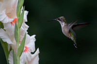 Ruby-throated Hummingbird, Female