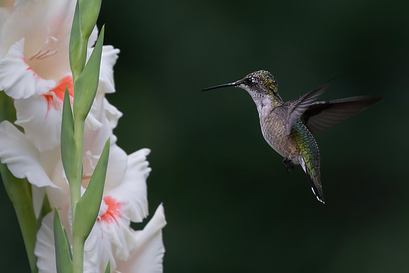 Ruby-throated Hummingbird, Female