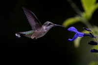 Ruby-throated Hummingbird, Female