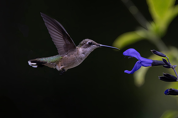 Ruby-throated Hummingbird, Female