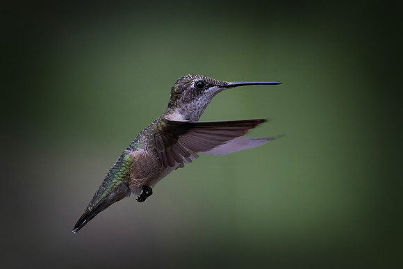 Ruby-throated Hummingbird, Female