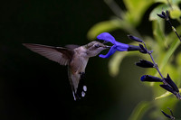 Ruby-throated Hummingbird, Female