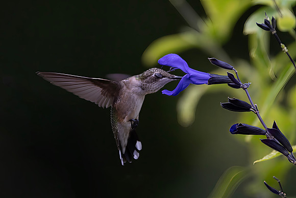 Ruby-throated Hummingbird, Female