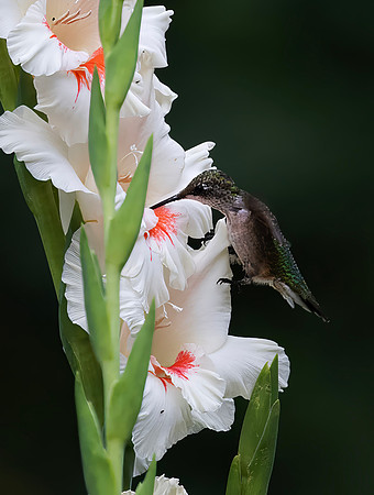 Ruby-throated Hummingbird, Female
