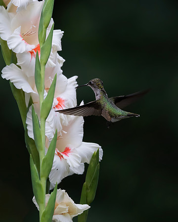 Ruby-throated Hummingbird, Female