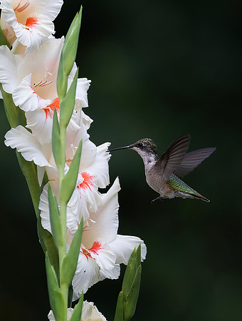 Ruby-throated Hummingbird, Female
