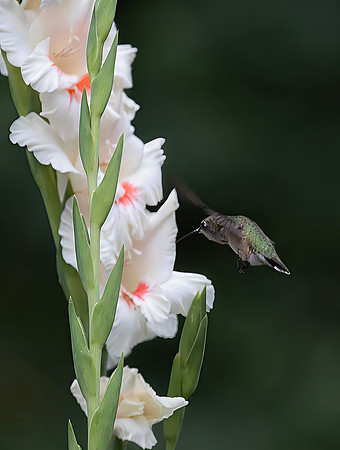 Ruby-throated Hummingbird, Female