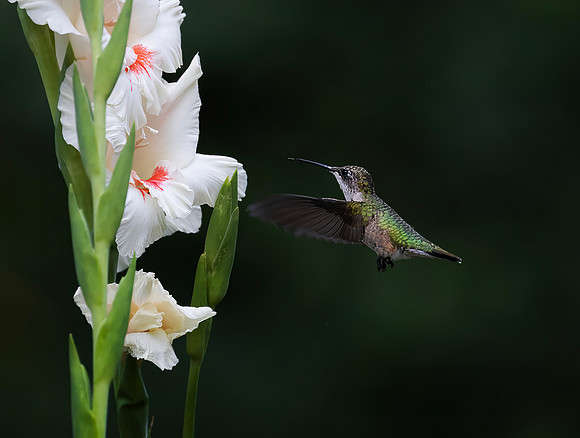 Ruby-throated Hummingbird, Female